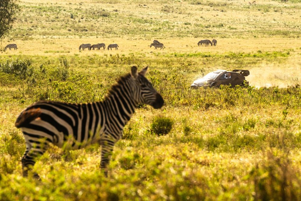 Evans Resmi Menjadi Anggota Klub Elite Pasca Kemenangan di Reli Safari Kenya